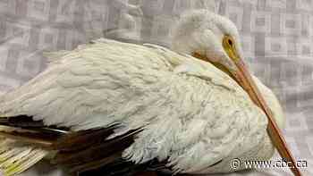 Melville firefighters rescue pelican from frozen lake