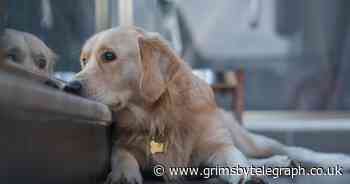 Defra launches campaign to stop families getting petfished this Christmas - Grimsby Live - Grimsby Live