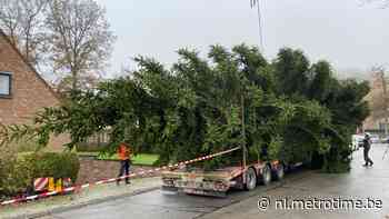 Kerstboom voor Grote Markt in Brussel gekapt in tuin in Dilbeek - Metro België