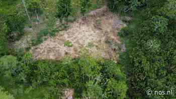 Wetsvoorstel Brussel moet ontbossing tegengaan met ban op koffie en palmolie - NOS