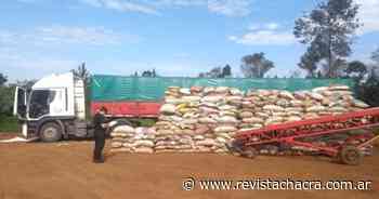 En Paso de los Libres abren 80 causas por presunto contrabando de soja a Brasil - Revista Chacra