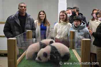 Les bébés pandas de Beauval prénommés Yuandudu et Huanlili en présence de Mbappé