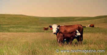 Improving beef industry sustainability with incentives and innovation