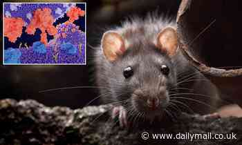 Health: The next coronavirus could come from RATS, study warns - Daily Mail