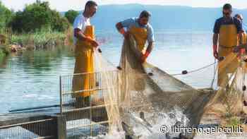 Orbetello: il Comune vuole i soldi dai pescatori della laguna e ricorre in Corte d'Appello - Il Tirreno