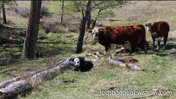 “Living Labs” application needs producer input November 19 - Lethbridge News Now