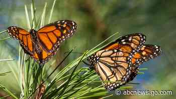 After record low, monarch butterflies return to California