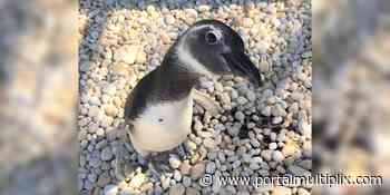 Pinguim é resgatado em Araruama; saiba o que fazer caso encontre um desses animais - Portal Multiplix