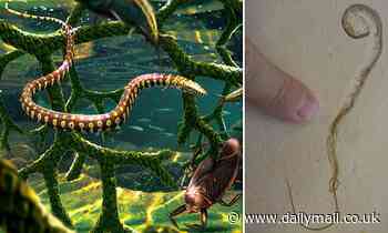 Ancient four legged creature thought to be the link between snakes and lizards is actually a lizard