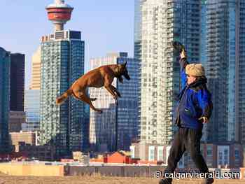 COVID-19 Update: Calgary airport seeing traffic rebound | Vaccine approval for ages 5-11 coming Friday | Canada to donate more vaccines - Calgary Herald