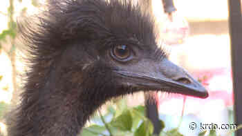 Emu spotted around Manitou Springs, west Colorado Springs - KRDO