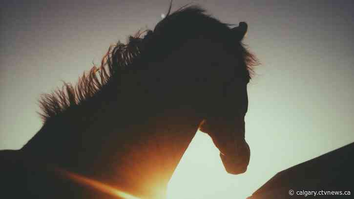 Parks Canada service horse shot and killed on government-owned Alberta ranch