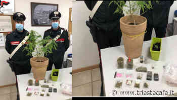 Giovane pusher 'in erba", aveva trasformato l'appartamento in centrale dello spaccio - triestecafe.it
