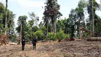 Deforestation in the Amazon increased by 33% in first 10 months of 2021, analysis shows