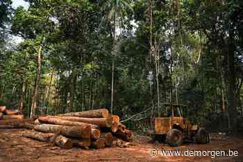 Ontbossing in Braziliaans Amazonegebied met 22% toegenomen