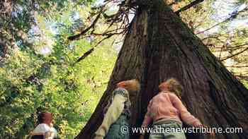 Popular Mount Rainier trail closed after floodwaters damage bridge access - Tacoma News Tribune