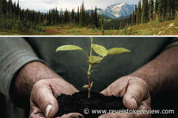 Downie Timber/Selkirk: We must get the balance right on old-growth timber - Revelstoke Review