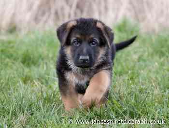 Woman's 10-year pets ban over puppies' appalling conditions