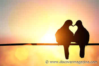 Do Animals Fall in Love?