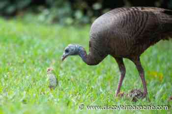 Turkeys Are Capable of "Virgin Birth"