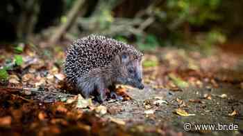 Tierheim Augsburg: Kaum freie Plätze mehr für schwache Igel - BR24