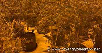 Large scale Coventry cannabis factory 'gardener' found asleep among plants by cops - Coventry Live
