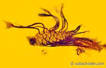 A First in Fossil Research: Seeds Sprouting From 40-Million-Year-Old Pine Cone Encased in Amber
