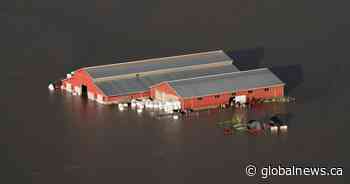 B.C. flooding: Chilliwack downgrades evacuation orders for Yarrow, Majuba Hill - Globalnews.ca