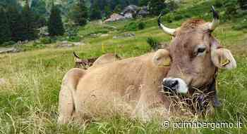 Lupi in Val Seriana? Allevamenti brutalmente attaccati fra Clusone e la Val Gandino - Bergamo Post