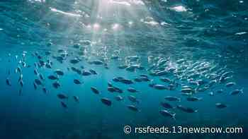 Nonprofit: American shad on brink of collapse in James River