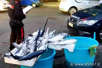 CATANIA. VENDEVA PESCE SOTTO TAGLIA: VIENE SANZIONATO E MERCE IN BENEFICENZA - 95047