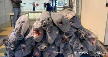 Catania, sequestrati al Maas 25 pesce spada (una tonnellata): non erano tracciabili - La Sicilia