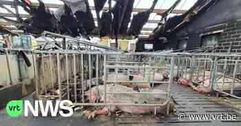 Met asbest vervuilde varkenskadavers in Kasterlee deze week opgeruimd - VRT NWS