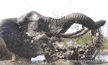 Trainee vets pose naked with animals for fundraising calendar - UK news