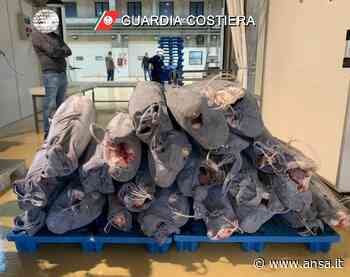 Guardia costiera sequestra 25 pesci spada ai Maas di Catania - Sicilia - Agenzia ANSA
