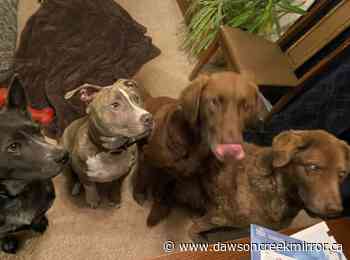 BC floods: Okanagan rescue group 'swamped' helping animals - Dawson Creek Mirror