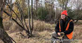 Elmwood Park arborist Scott Carlini struggles to save trees - Chicago Sun-Times