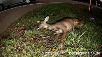 Unbekannter tötet mehrere Rehe bei Lonsee und lässt sie liegen