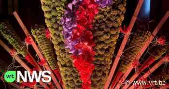Belgische topfloristen versieren stadhuis van Dendermonde - VRT NWS