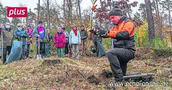 Pflanzung gegen Engerlinge in Griesheim - Echo Online