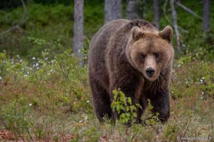 Ispra: gli orsi pericolosi vanno trattati come tali - gardapost