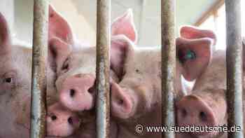 Landtag - Dresden - Sachsen will mehr regionale Schlachthöfe ermöglichen - Politik - SZ.de - Süddeutsche Zeitung - SZ.de