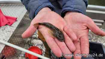 Tittmoning: Wasserwirtschaftsamt Traunstein lässt geschützte Fischart umsetzen - Vor Beginn der Bauarbeiten... - chiemgau24.de