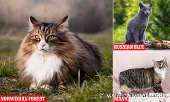 Cats: 'Golden ratio' reveals the most beautiful breeds - with Norwegian Forest topping the list 