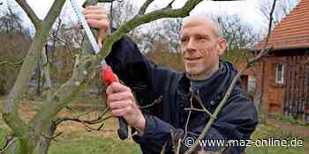 In Bad Belzig wird der perfekte Obstbaumschnitt gelehrt - Märkische Allgemeine Zeitung