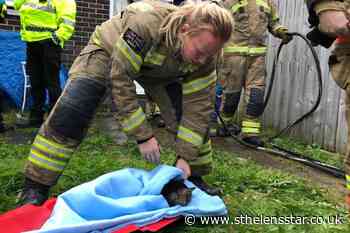 'Lucky' cat rescued by firefighters from burning house - St Helens Star
