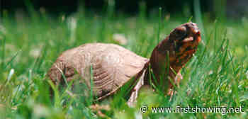 Watch: Strange Short Doc 'Snowy' About a Pet Turtle's Rejuvenation
