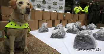 Drugshond blijkt 'geheim wapen' van agenten die zelf coke naar Antwerpen smokkelen - Het Laatste Nieuws