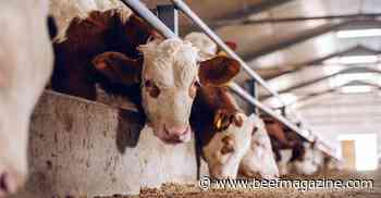 Rabobank releases 2022 protein outlook