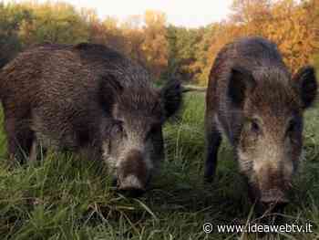 Cinghiali, Coldiretti Cuneo: "Servono maggiori controlli sanitari" - www.ideawebtv.it - Quotidiano on line della provincia di Cuneo - IdeaWebTv